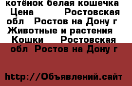 котёнок белая кошечка › Цена ­ 300 - Ростовская обл., Ростов-на-Дону г. Животные и растения » Кошки   . Ростовская обл.,Ростов-на-Дону г.